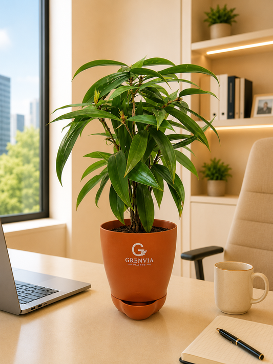 Dracaena Surculosa (spotted leaf-) Self watering planters