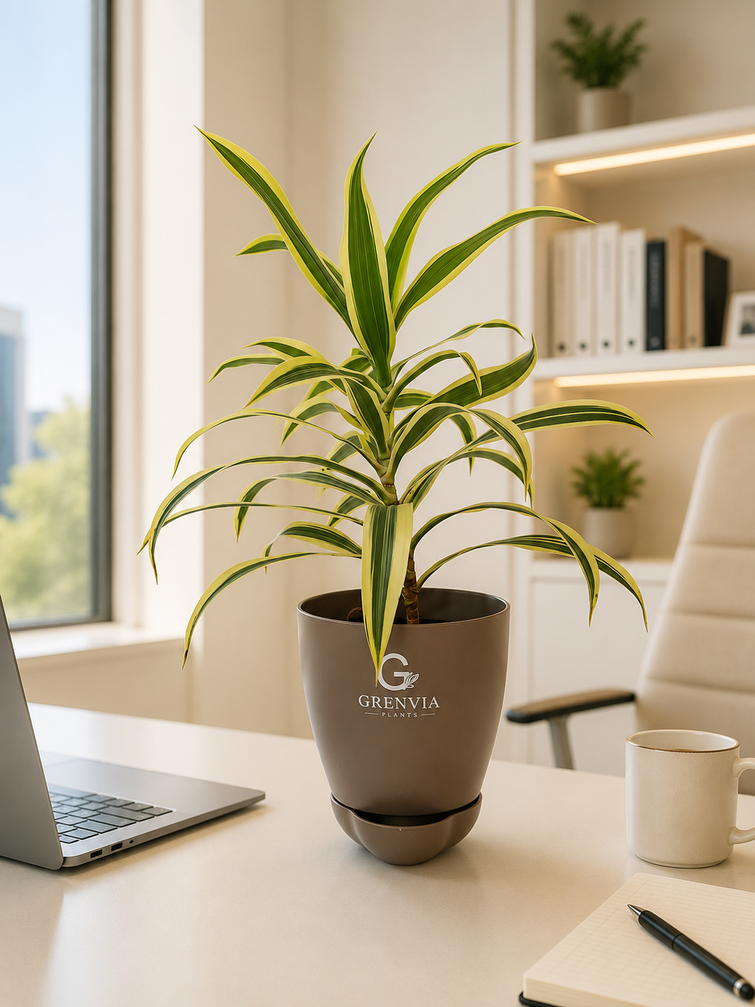 Dracaena Lemon Lime Plant- Self watering planter