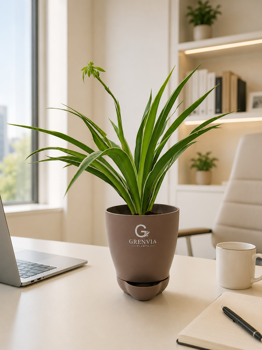 Spider Plant - Self watering plater