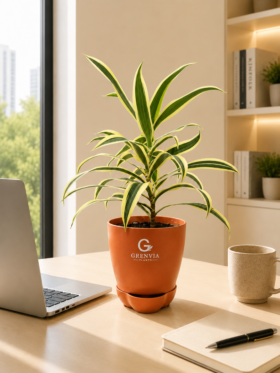Dracaena Lemon Lime Plant- Self watering planter