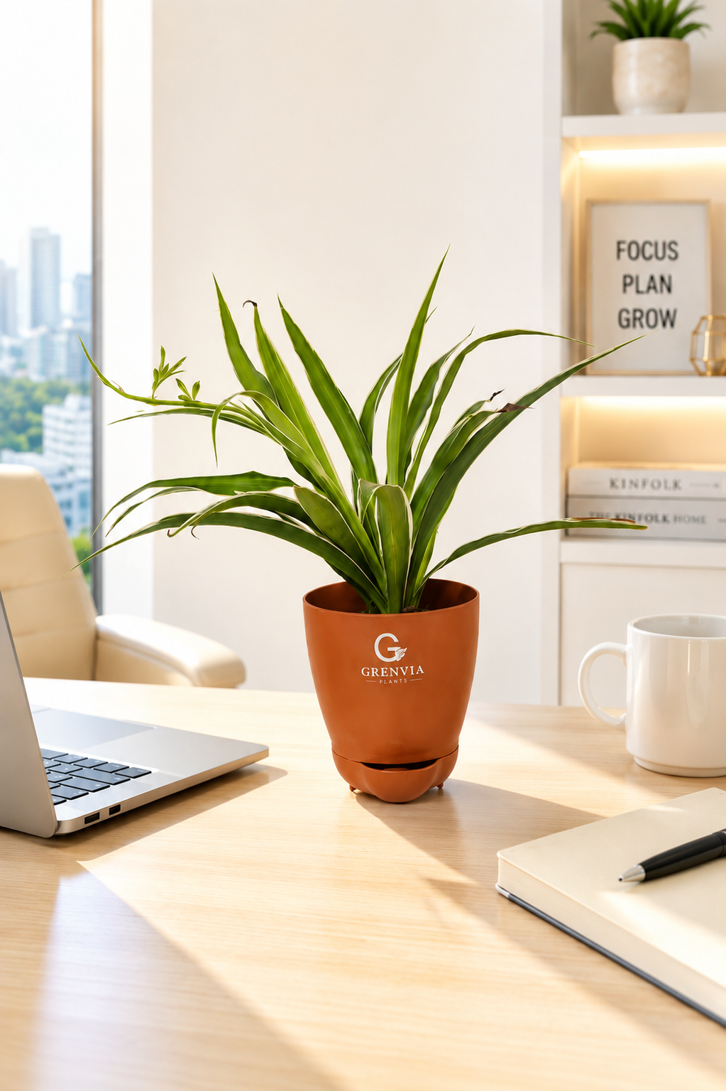 Spider Plant - Self watering plater