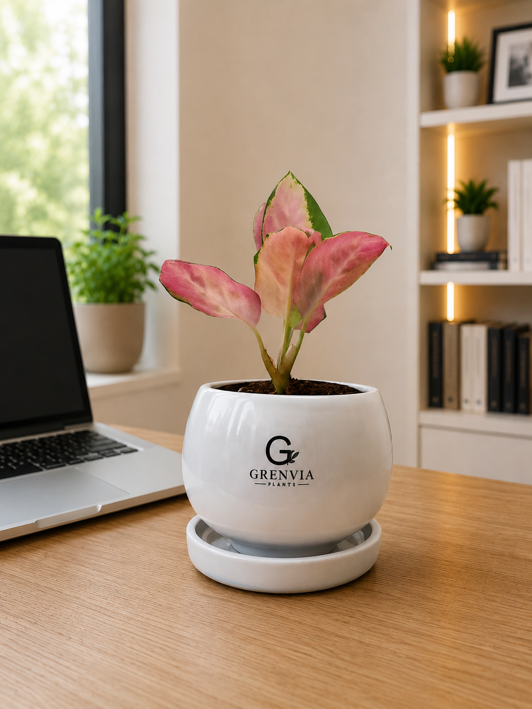 Aglaonema Pink Beauty Round Ceramic Planter