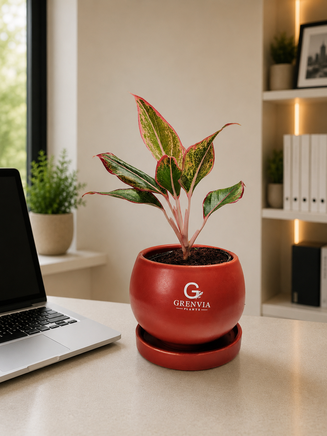 Aglaonema 'Red Lipstick'
