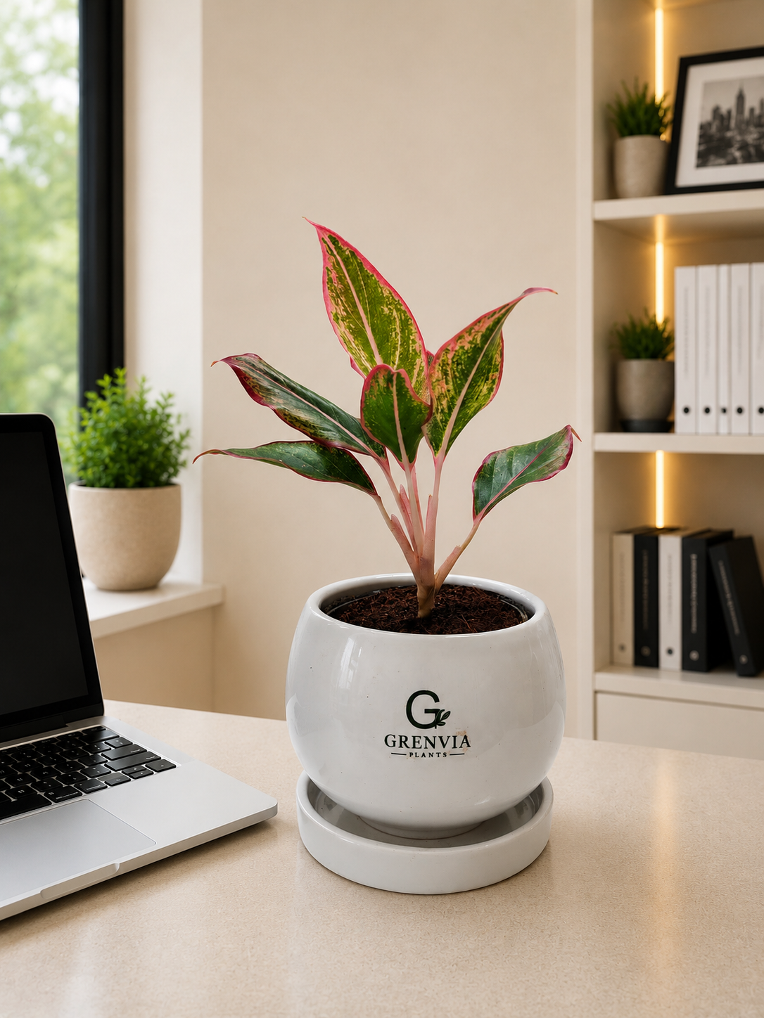 Aglaonema 'Red Lipstick'