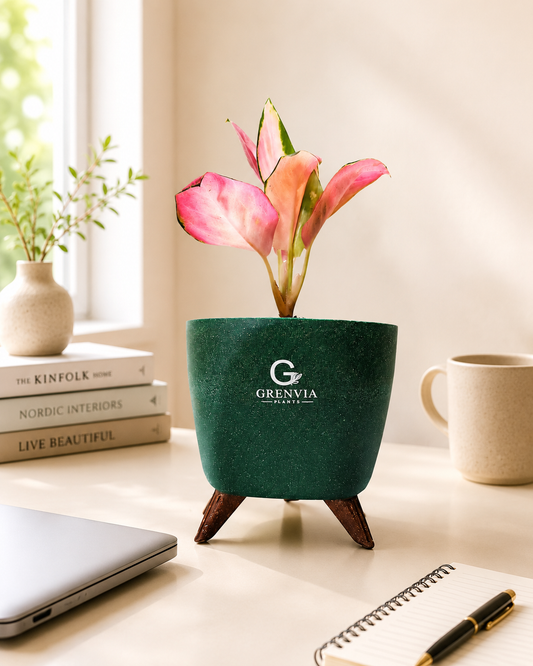 Pink Aglaonema-Tripod Collection