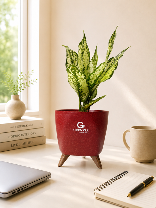 Aglaonema Snow White – Tripod Collection