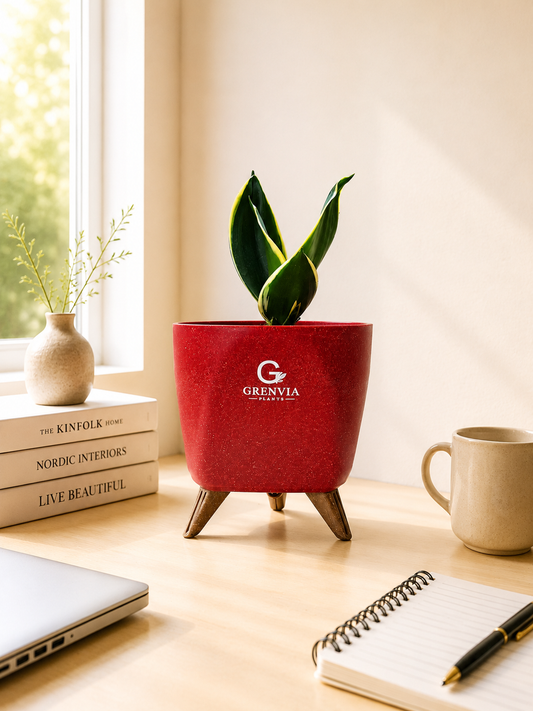Snake Plant Mini-Tripod Collection