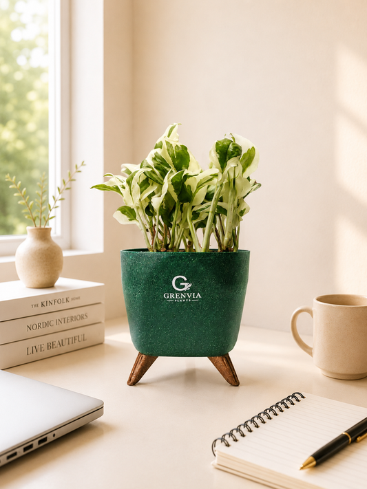 Marble Pothos- Tripod Collection